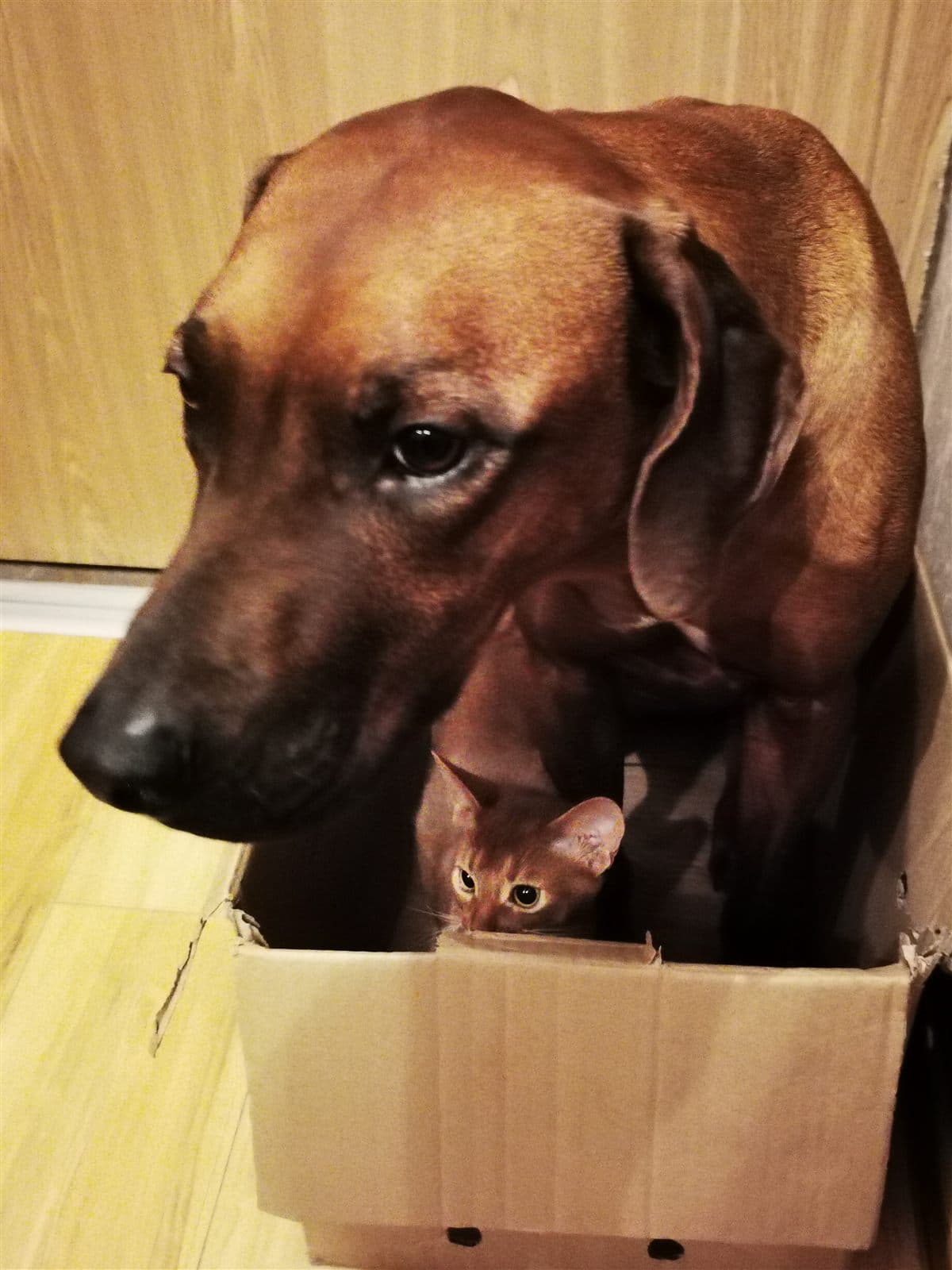 Tango, a huge Rhodesian Ridgeback, leaning into a cardboard box while kitten Cash peeks over its edge