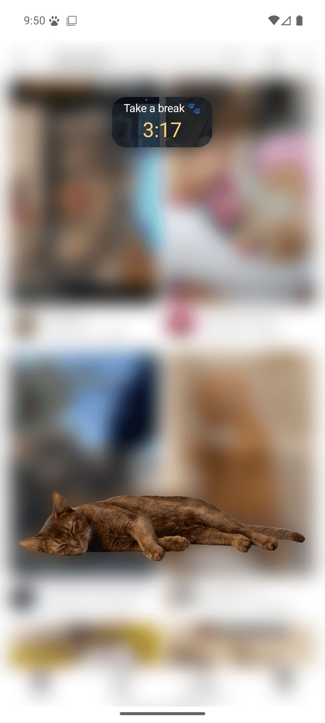 Curtail screenshot: Cash stretched out asleep across two rows of YouTube search results